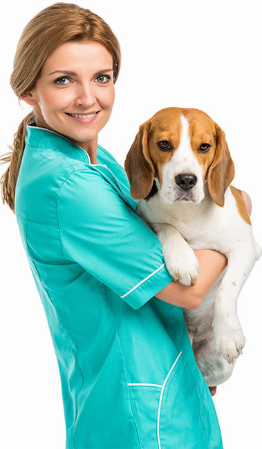 24 Hour Vet & After Hours Veterinary Emergency Clinic | Greensboro, NC